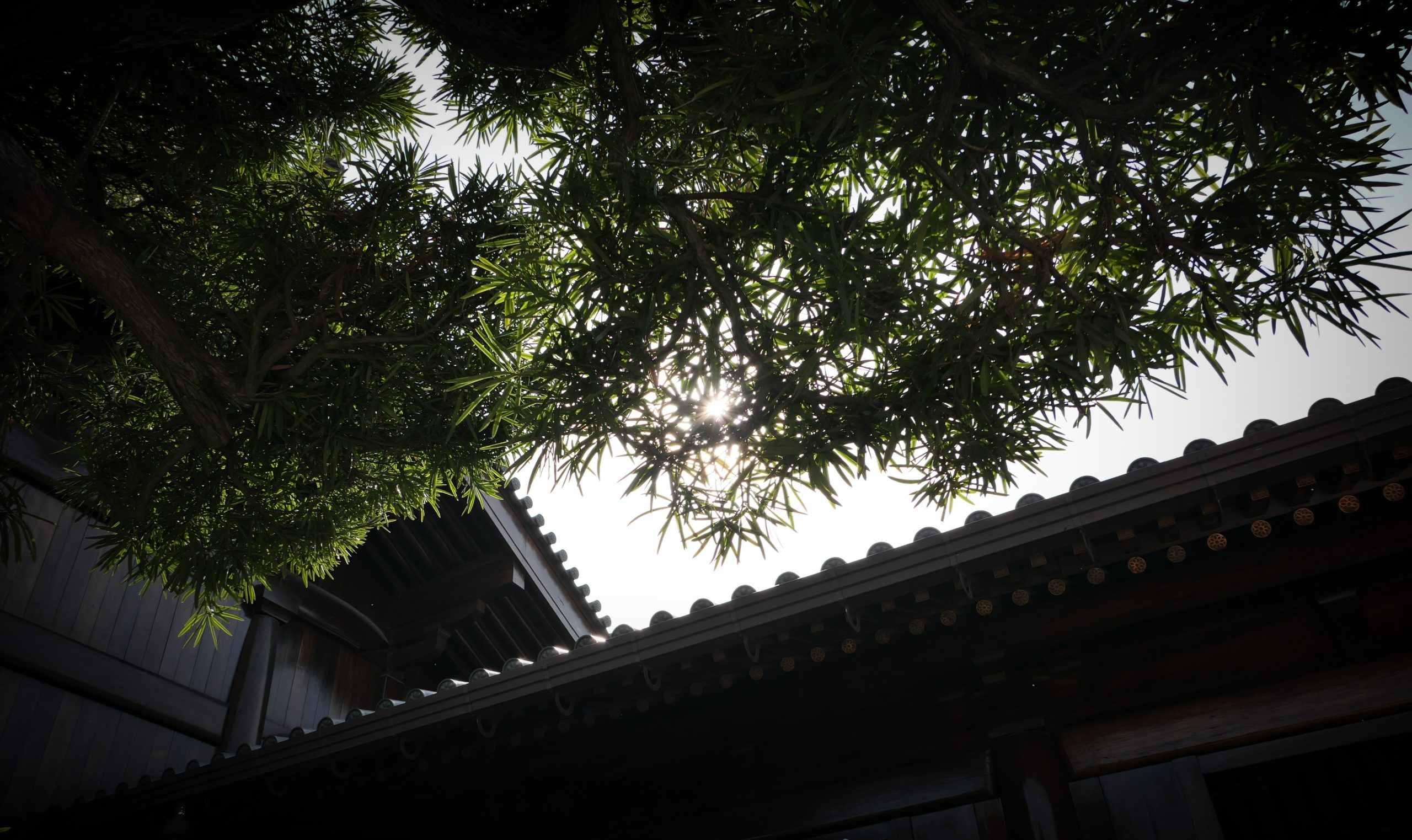 智谱国际版GLM Coding Plan九折优惠链接，教程