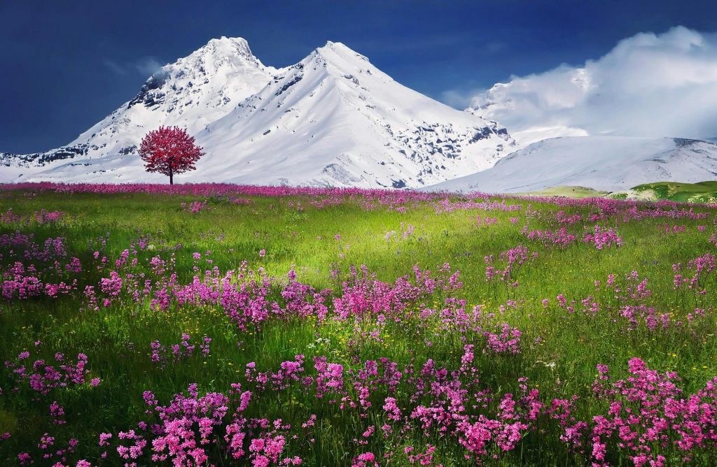 pink flowers near mountain covered by snow